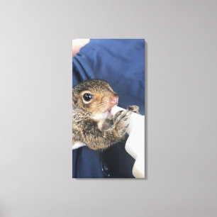 Eichhörnchen Leinwanddruck