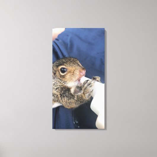 Eichhörnchen Leinwanddruck (Vorderseite)