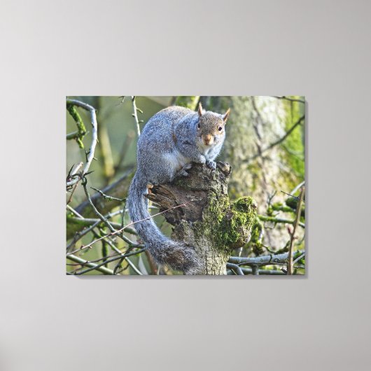 Eichhörnchen Leinwanddruck (Vorderseite)