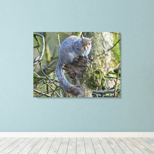 Eichhörnchen Leinwanddruck (Insitu (Holzboden))