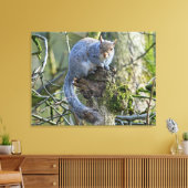 Eichhörnchen Leinwanddruck (Insitu (Wohnzimmer))