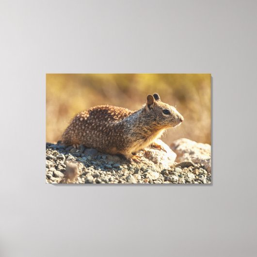 Eichhörnchen Leinwanddruck (Vorderseite)