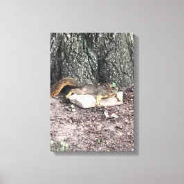 Eichhörnchen Leinwanddruck