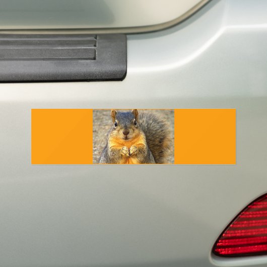 Eichhörnchen-Liebe_ Autoaufkleber (Auf Auto)