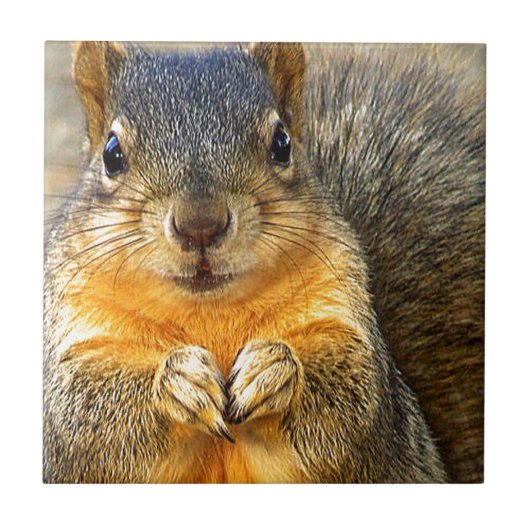 Eichhörnchen-Liebe_ Fliese (Vorderseite)