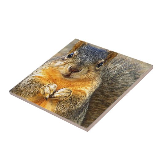 Eichhörnchen-Liebe_ Fliese (Seite)