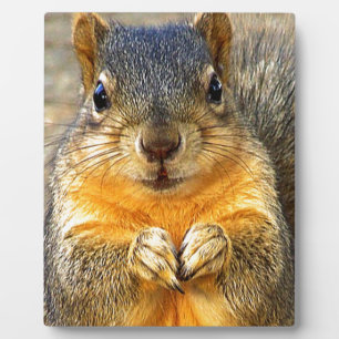 Eichhörnchen-Liebe_ Fotoplatte