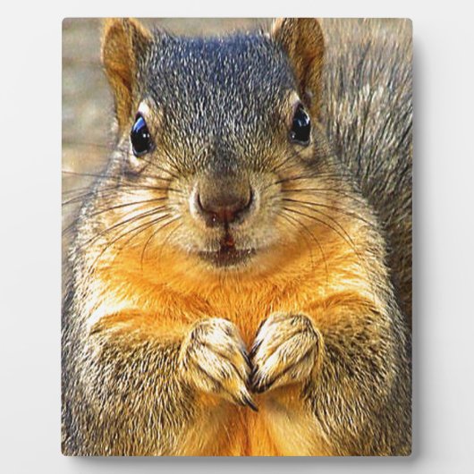 Eichhörnchen-Liebe_ Fotoplatte (Vorderseite)