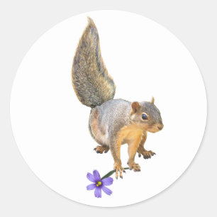 Eichhörnchen Lila Blume Aufkleber