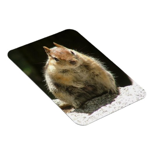 Eichhörnchen Magnet (Rechte Seite)