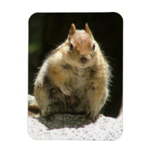Eichhörnchen
