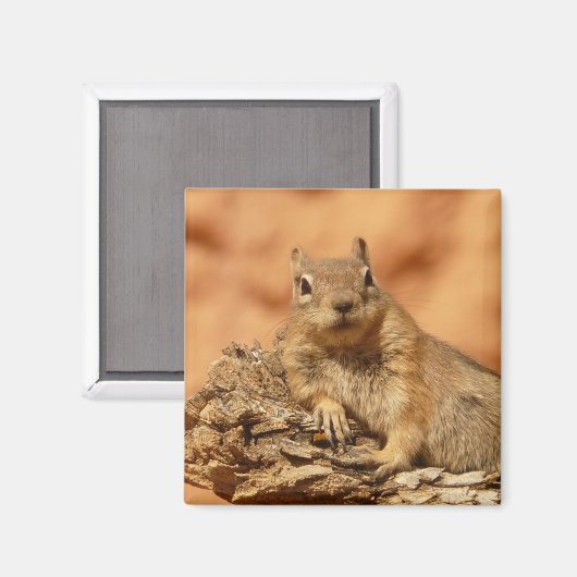 Eichhörnchen Magnet (Vorderseite/Rückseite)