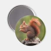 Eichhörnchen Magnet (Vorderseite/Rückseite)