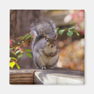 Eichhörnchen Magnet