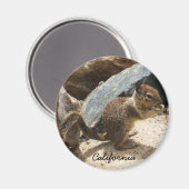 Eichhörnchen Magnet (Vorderseite/Rückseite)