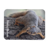Eichhörnchen Magnet (Horizontal)
