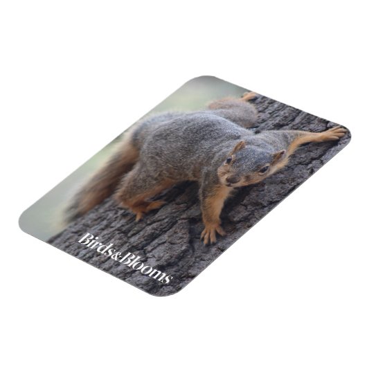 Eichhörnchen Magnet (Linke Seite)