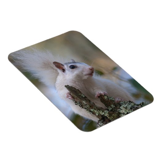 Eichhörnchen Magnet (Rechte Seite)