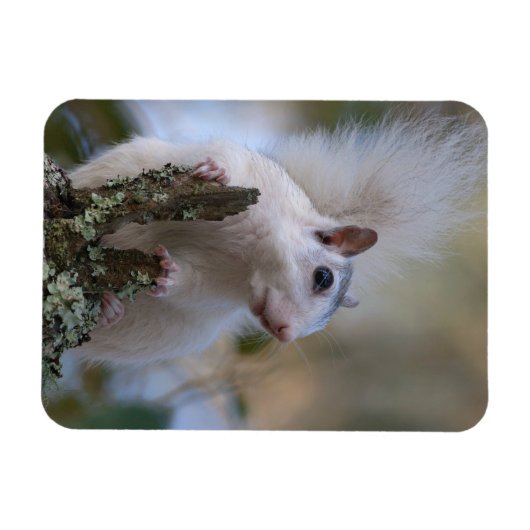 Eichhörnchen Magnet (Horizontal)