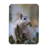 Eichhörnchen Magnet (Vertikal)