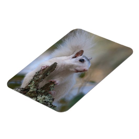 Eichhörnchen Magnet (Linke Seite)