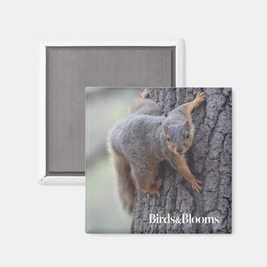 Eichhörnchen Magnet (Vorderseite/Rückseite)