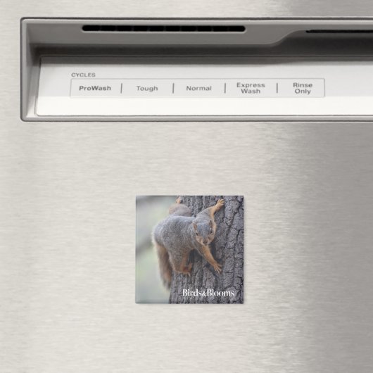 Eichhörnchen Magnet (In Situ (Geschirrspüler))