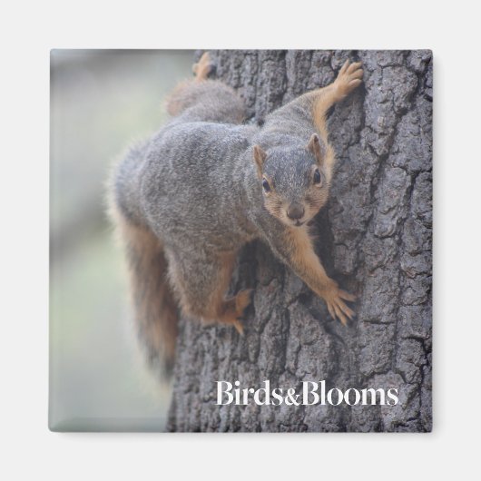 Eichhörnchen Magnet (Vorne)