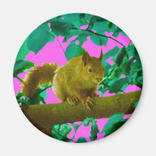 Eichhörnchen Magnet