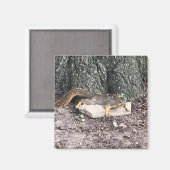 Eichhörnchen Magnet (Vorderseite/Rückseite)