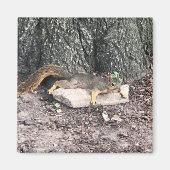Eichhörnchen Magnet (Vorne)