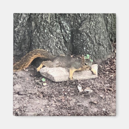 Eichhörnchen Magnet