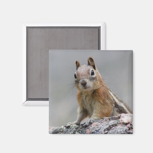 Eichhörnchen Magnet (Vorderseite/Rückseite)