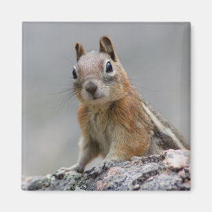 Eichhörnchen Magnet