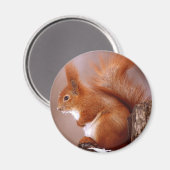 Eichhörnchen Magnet (Vorderseite/Rückseite)