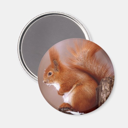Eichhörnchen Magnet (Vorderseite/Rückseite)