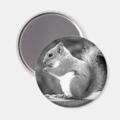 Eichhörnchen Magnet (Vorderseite/Rückseite)