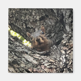 Eichhörnchen Magnet