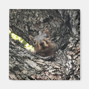 Eichhörnchen Magnet