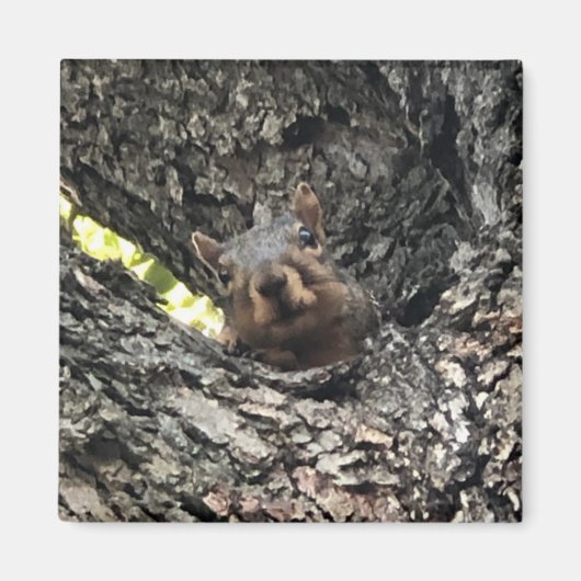 Eichhörnchen Magnet (Vorne)