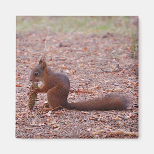 Eichhörnchen-Magnet Magnet