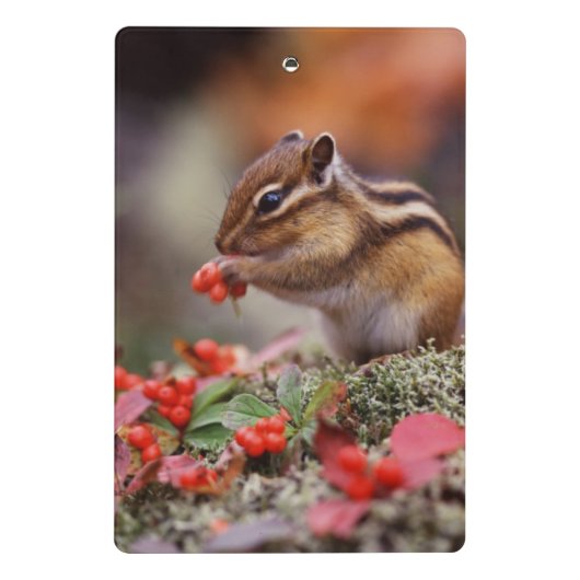 Eichhörnchen Mini Klemmbrett (Rückseite)