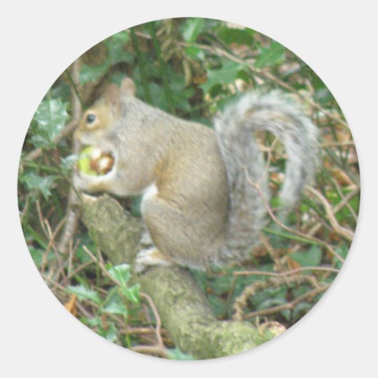 Eichhörnchen mit Acorn-Aufkleber Runder Aufkleber (Vorderseite)