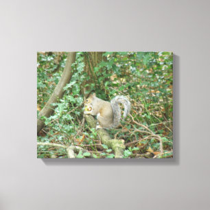 Eichhörnchen mit Acorn Canvas Print Leinwanddruck