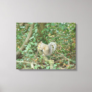 Eichhörnchen mit Acorn Canvas Print Leinwanddruck