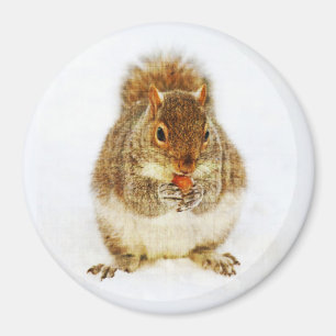 Eichhörnchen mit Acorn Magnet
