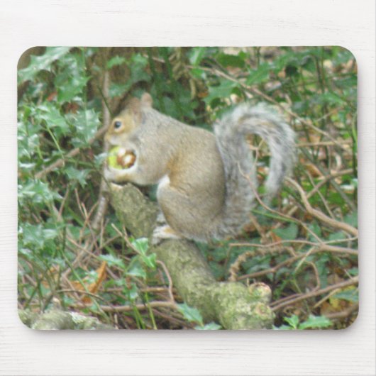 Eichhörnchen mit Acorn Mousepad (Vorne)