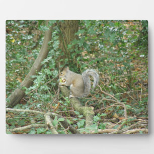 Eichhörnchen mit Acorn Plaque Fotoplatte