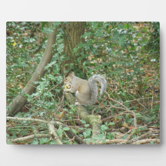 Eichhörnchen mit Acorn Plaque Fotoplatte (Vorderseite)