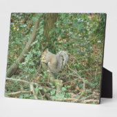 Eichhörnchen mit Acorn Plaque Fotoplatte (Seite)